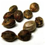 Семена марихуаны АК-47  (Seeds AK-47) в Лукоянове